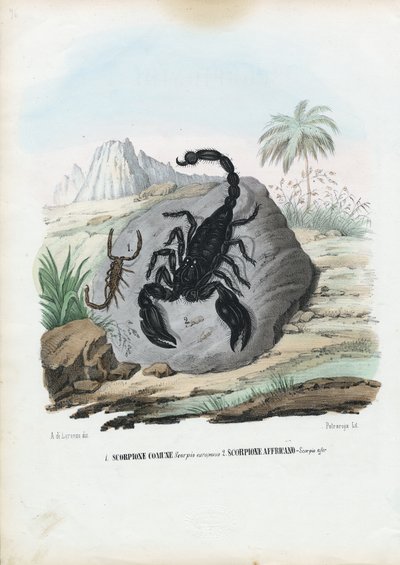 Crustaceans, 1863-79 by Raimundo Petraroja